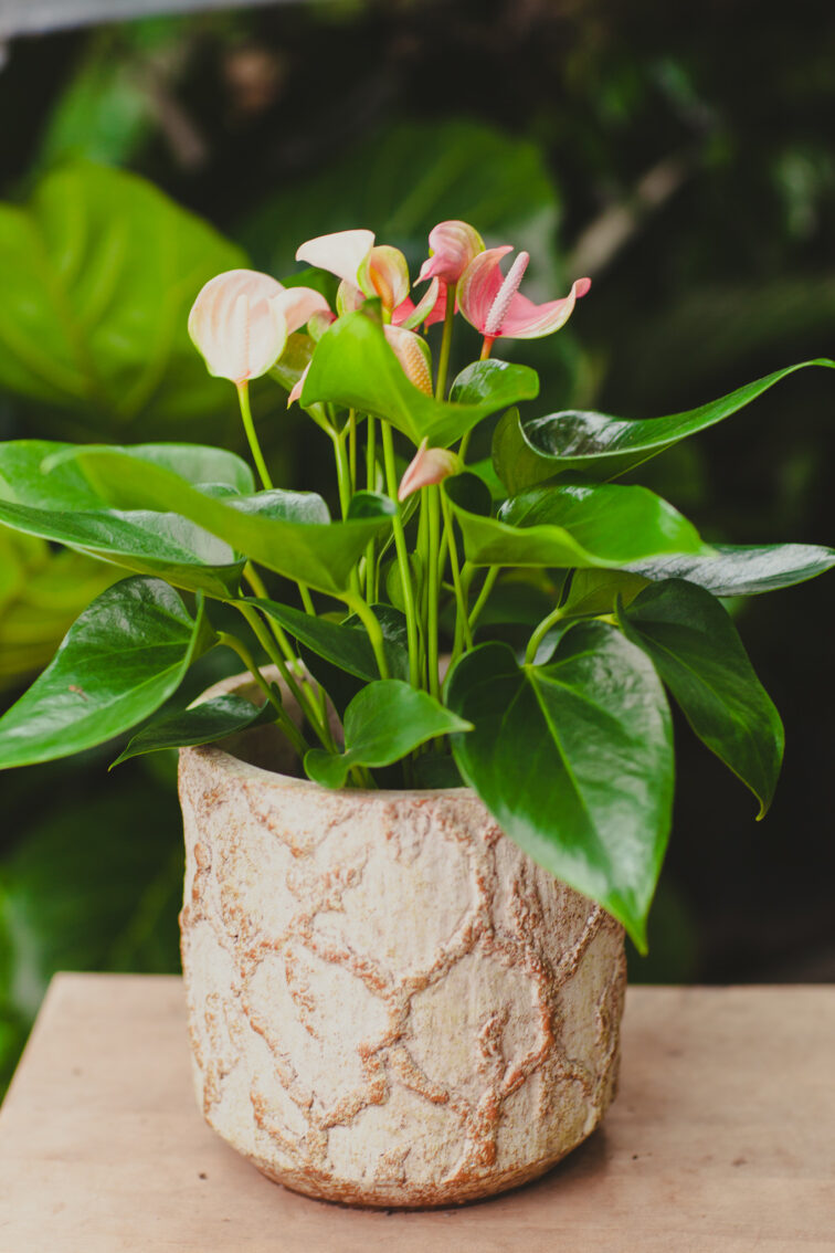 Zdjęcie rosliny doniczkowej Anthurium Joli Duo, ujęcie 3