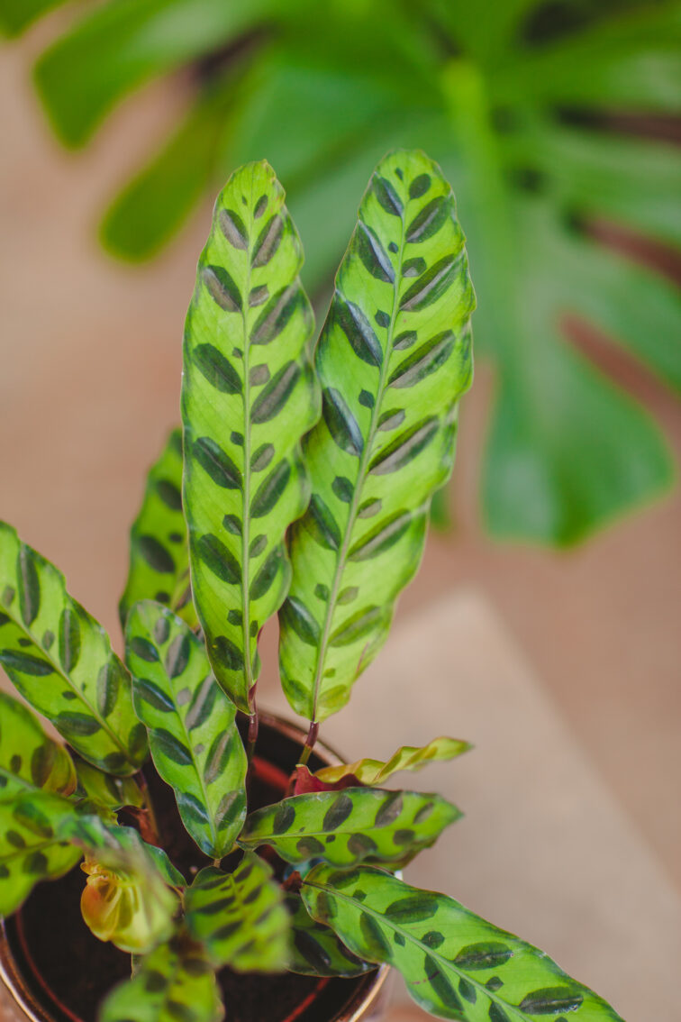 calathea-lancifolia_12x40-1_1717158535.jpg Zdjęcie rosliny doniczkowej Calathea lancifolia (Kalatea lancetolistna), ujęcie 1