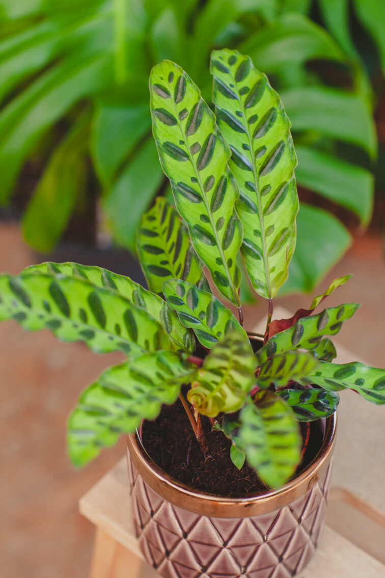 Zdjęcie rosliny doniczkowej Calathea lancifolia (Kalatea lancetolistna), ujęcie 2