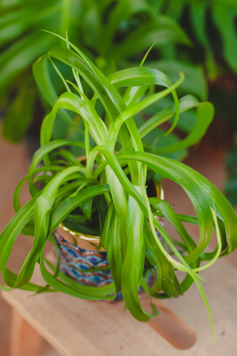 chlorophytum-comosum-green-bonnie_12x25-1_1717160154.jpg Zdjęcie rosliny doniczkowej Chlorophytum comosum 'Green Bonnie', ujęcie 1