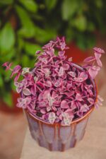 Zdjęcie rosliny doniczkowej Crassula Marginalis, ujęcie 1