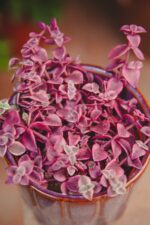Zdjęcie rosliny doniczkowej Crassula Marginalis, ujęcie 2