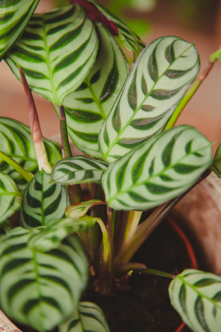Zdjęcie rosliny doniczkowej Ctenanthe Burle Marx, ujęcie 1
