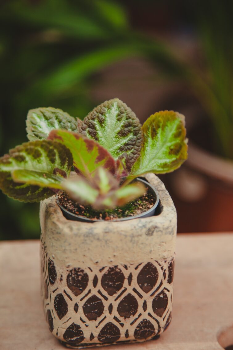 episcia-silver-shield_6x8-1_1715365879.jpg Zdjęcie rosliny doniczkowej Episcia Silver Shield, ujęcie 1