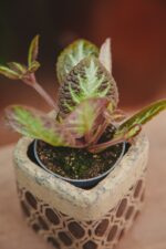 Zdjęcie rosliny doniczkowej Episcia Silver Shield, ujęcie 2