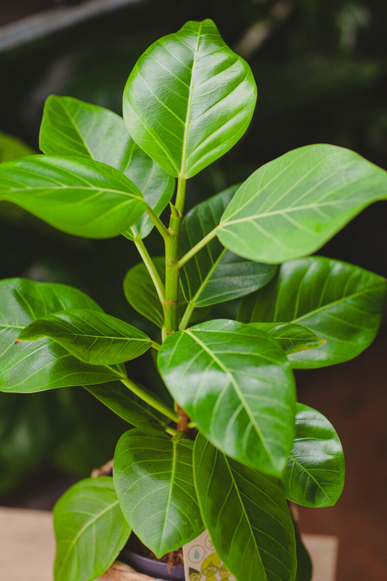 ficus-altissima_17x50-1_1716024424.jpg Zdjęcie rosliny doniczkowej Ficus Altissima, ujęcie 1