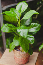 Zdjęcie rosliny doniczkowej Ficus Altissima, ujęcie 2