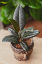 Zdjęcie rosliny doniczkowej Ficus Elastica Burgundy, ujęcie 1