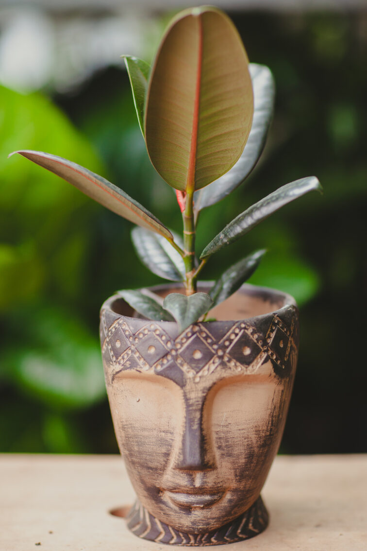 Zdjęcie rosliny doniczkowej Ficus Elastica Burgundy, ujęcie 2