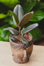 Zdjęcie rosliny doniczkowej Ficus Elastica Burgundy, ujęcie 3