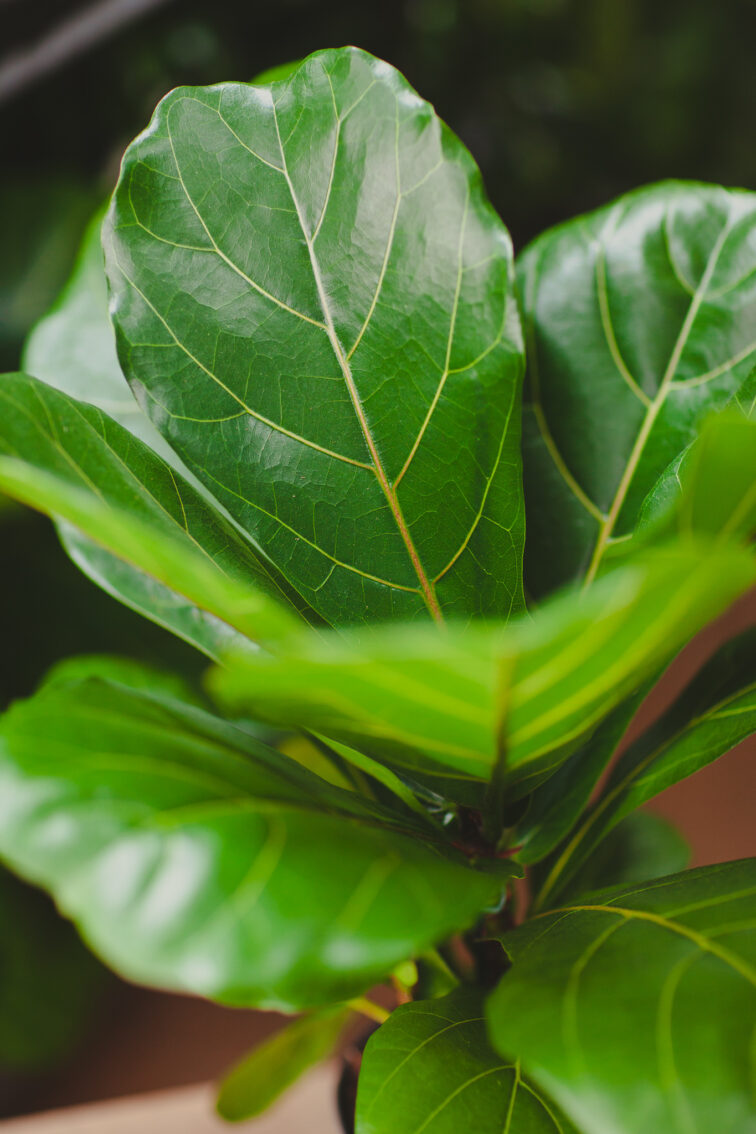 Zdjęcie rosliny doniczkowej Ficus Lyrata (Figowiec Lirolistny / Dębolistny), ujęcie 3