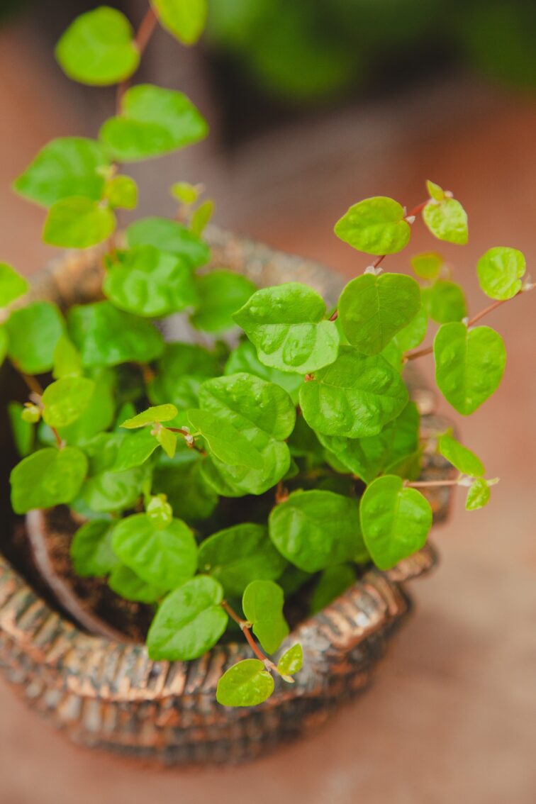 ficus-pumila-green-sunny_9x10-1_1716015134.jpg Zdjęcie rosliny doniczkowej Ficus pumila Green Sunny, ujęcie 1