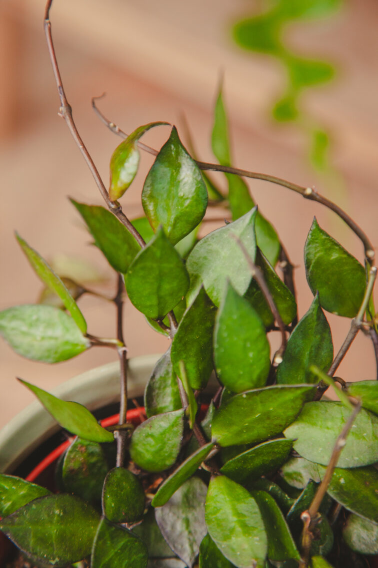 Zdjęcie rosliny doniczkowej Hoya krohniana Black Leaves, ujęcie 1