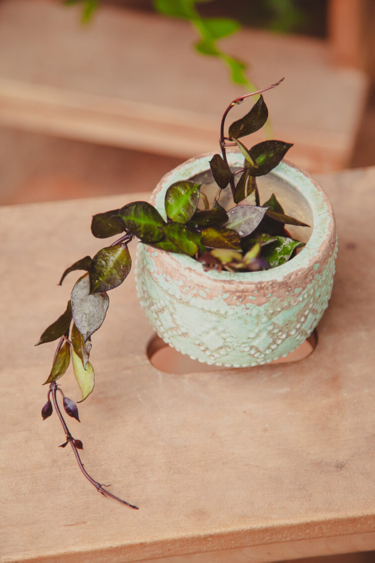 Zdjęcie rosliny doniczkowej Hoya krohniana Black Leaves, ujęcie 2