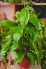 Zdjęcie rosliny doniczkowej Monstera acacoyaguensis, ujęcie 1