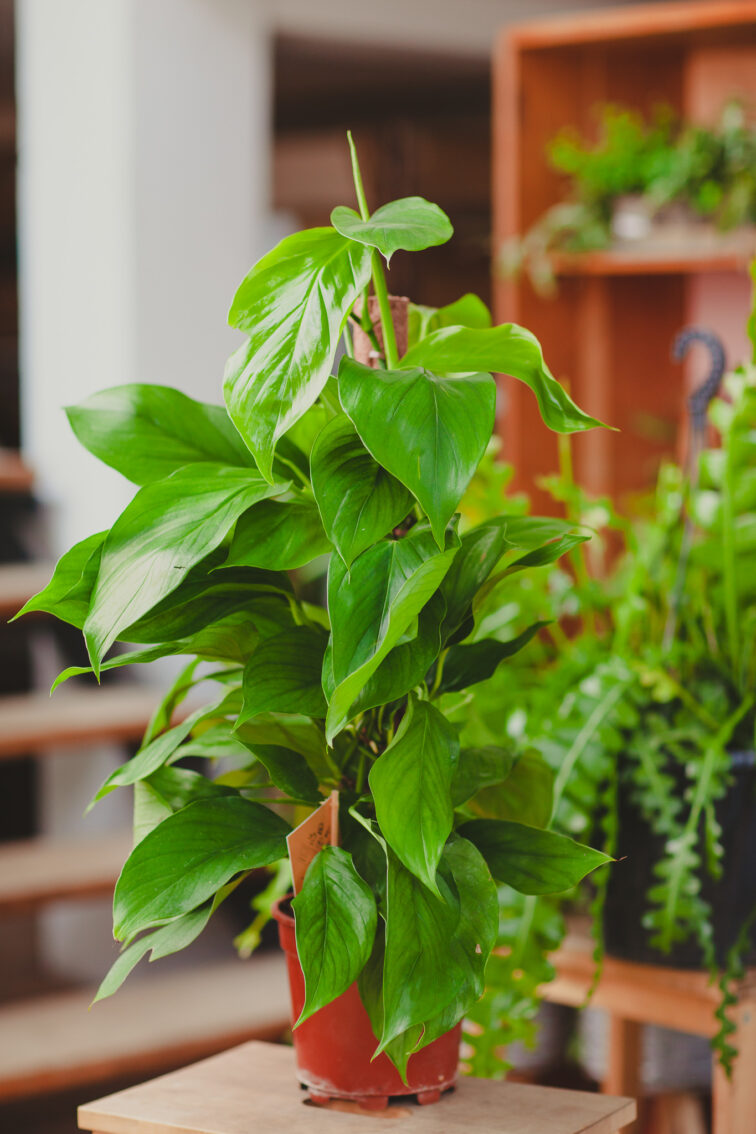 Zdjęcie rosliny doniczkowej Monstera acacoyaguensis, ujęcie 3