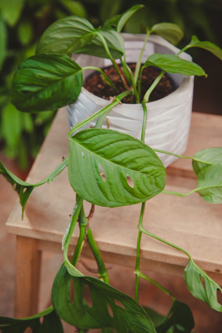 monstera-acuminata_12x35-1_1715365824.jpg Zdjęcie rosliny doniczkowej Monstera Acuminata, ujęcie 1