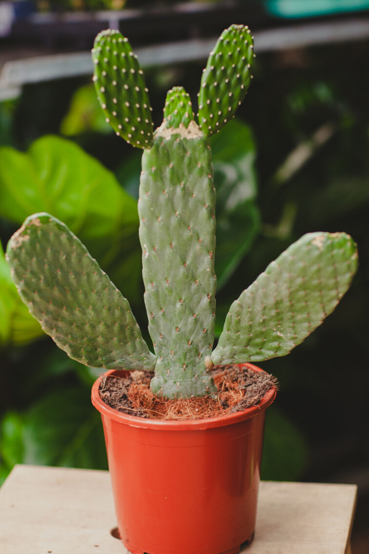 Zdjęcie rosliny doniczkowej Opuntia consolea, ujęcie 1