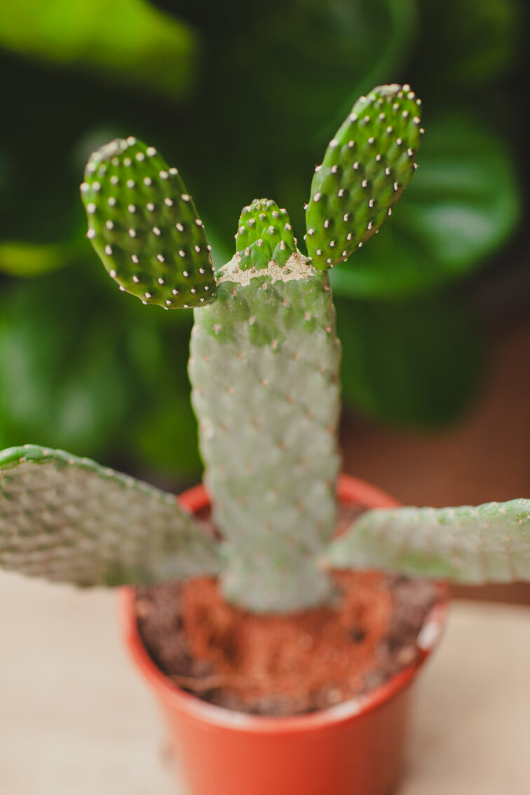 Zdjęcie rosliny doniczkowej Opuntia consolea, ujęcie 2