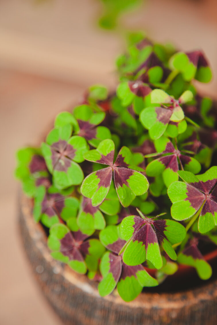 Zdjęcie rosliny doniczkowej Oxalis deppei, ujęcie 1