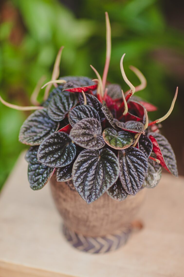 peperomia-chocolat_12x20-1_1715367004.jpg Zdjęcie rosliny doniczkowej Peperomia Chocolat, ujęcie 1