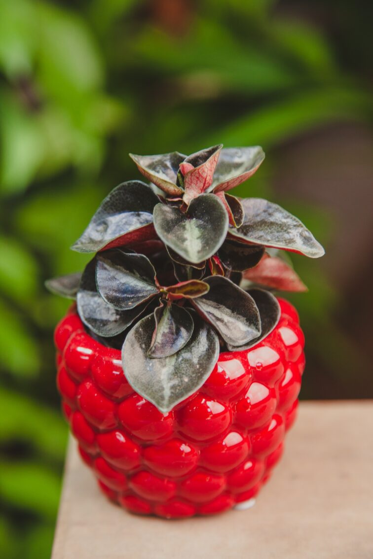 peperomia-colombiana_6x10-1_1715366039.jpg Zdjęcie rosliny doniczkowej Peperomia Colombiana, ujęcie 1