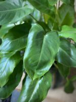 Zdjęcie rosliny doniczkowej Philodendron Burle Marx, ujęcie 1