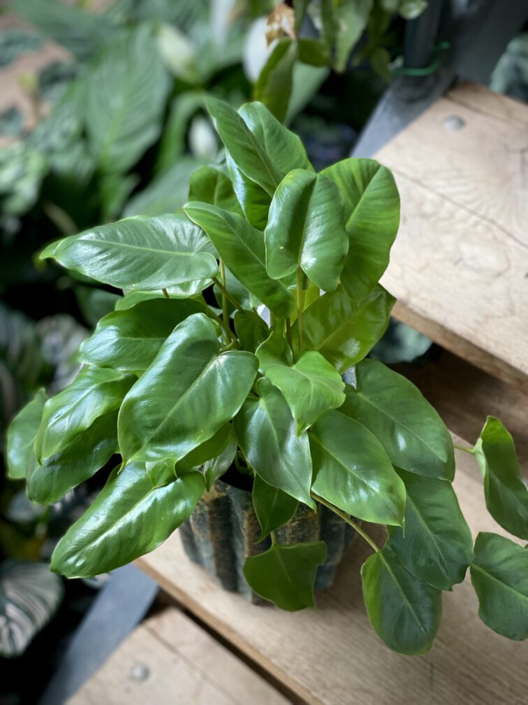 Zdjęcie rosliny doniczkowej Philodendron Burle Marx, ujęcie 2