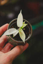 Zdjęcie rosliny doniczkowej Philodendron Florida Ghost, ujęcie 1