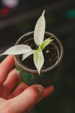 Zdjęcie rosliny doniczkowej Philodendron Florida Ghost, ujęcie 2