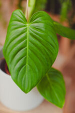 Zdjęcie rosliny doniczkowej Philodendron grandipes, ujęcie 1