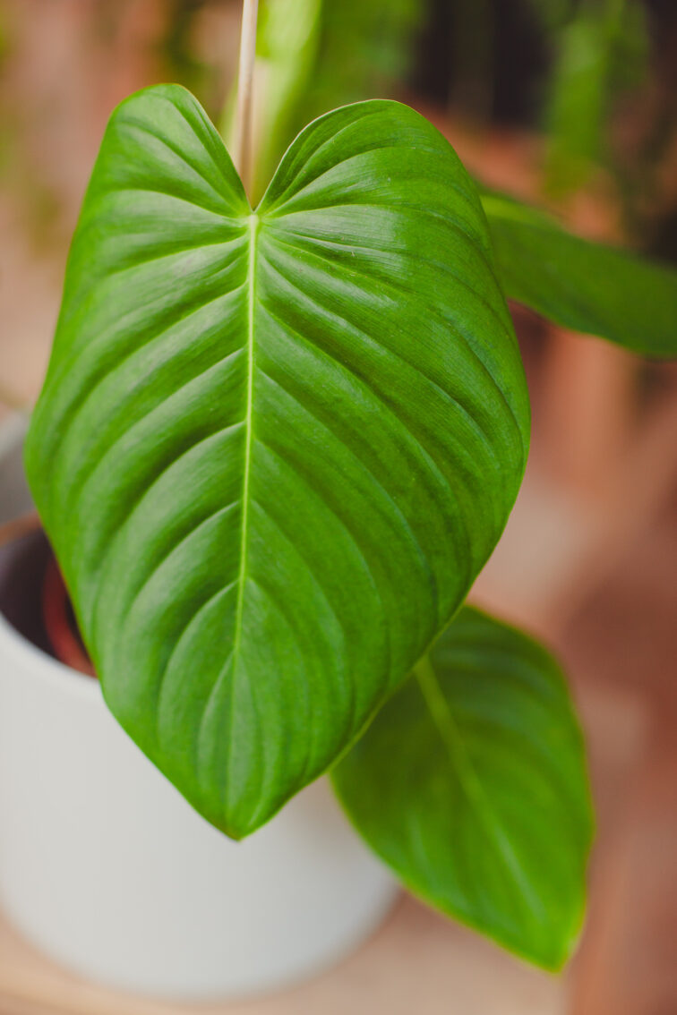 philodendron-grandipes_15x25-1_1716565310.jpg Zdjęcie rosliny doniczkowej Philodendron grandipes, ujęcie 1