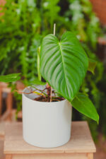 Zdjęcie rosliny doniczkowej Philodendron grandipes, ujęcie 2