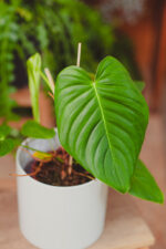 Zdjęcie rosliny doniczkowej Philodendron grandipes, ujęcie 3