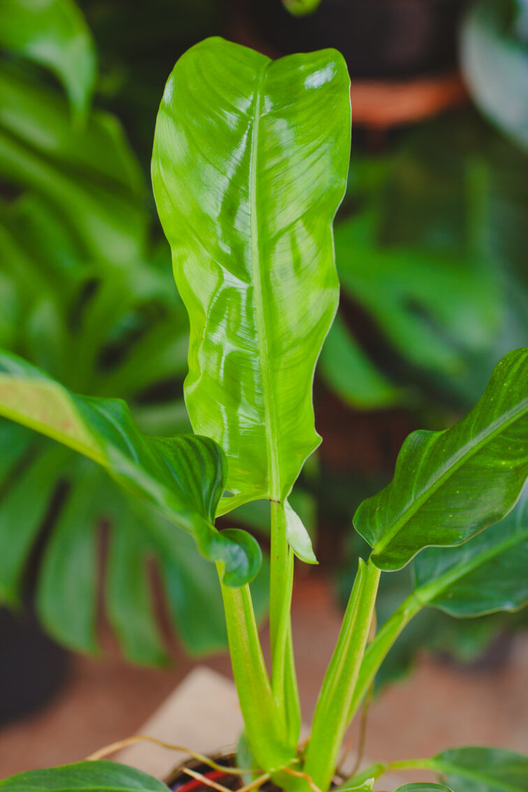 philodendron-holtonianum-trilobe_12x25-1_1717159170.jpg Zdjęcie rosliny doniczkowej Philodendron Holtonianum Trilobe, ujęcie 1