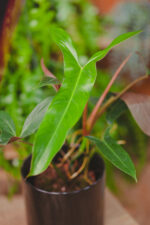 Zdjęcie rosliny doniczkowej Philodendron mexicanum, ujęcie 1