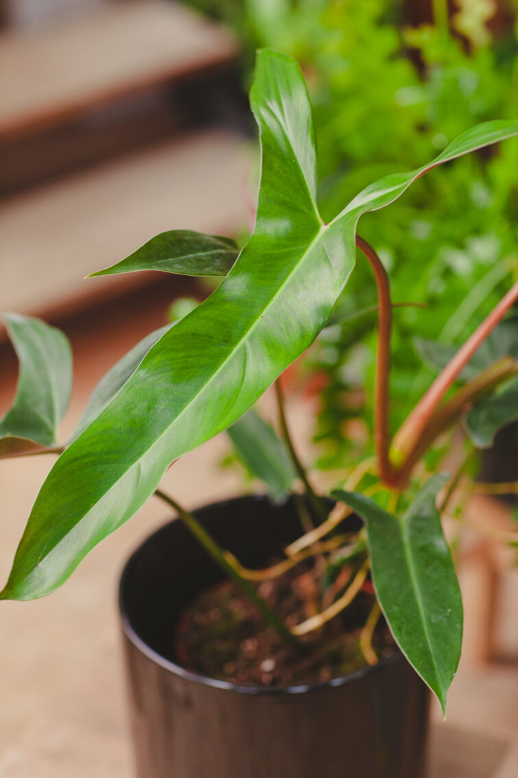 Zdjęcie rosliny doniczkowej Philodendron mexicanum, ujęcie 2