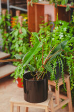 Zdjęcie rosliny doniczkowej Philodendron mexicanum, ujęcie 4