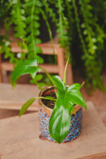 Zdjęcie rosliny doniczkowej Philodendron pedatum Glad Hands, ujęcie 1
