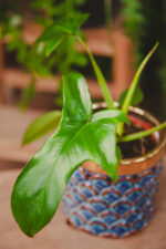 Zdjęcie rosliny doniczkowej Philodendron pedatum Glad Hands, ujęcie 2