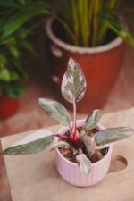 Zdjęcie rosliny doniczkowej Philodendron Pink marble, ujęcie 2