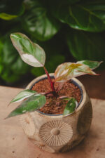 Zdjęcie rosliny doniczkowej Philodendron erubescens Pink Princess, ujęcie 1