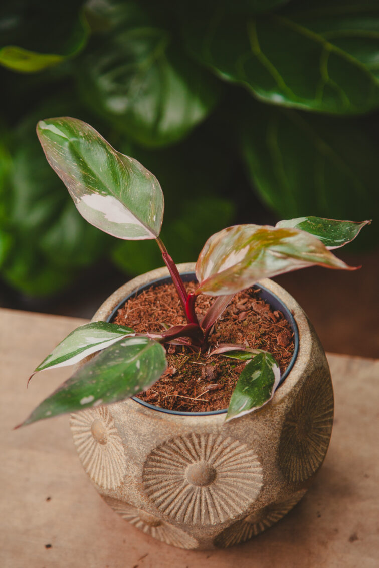 Zdjęcie rosliny doniczkowej Philodendron erubescens Pink Princess, ujęcie 1