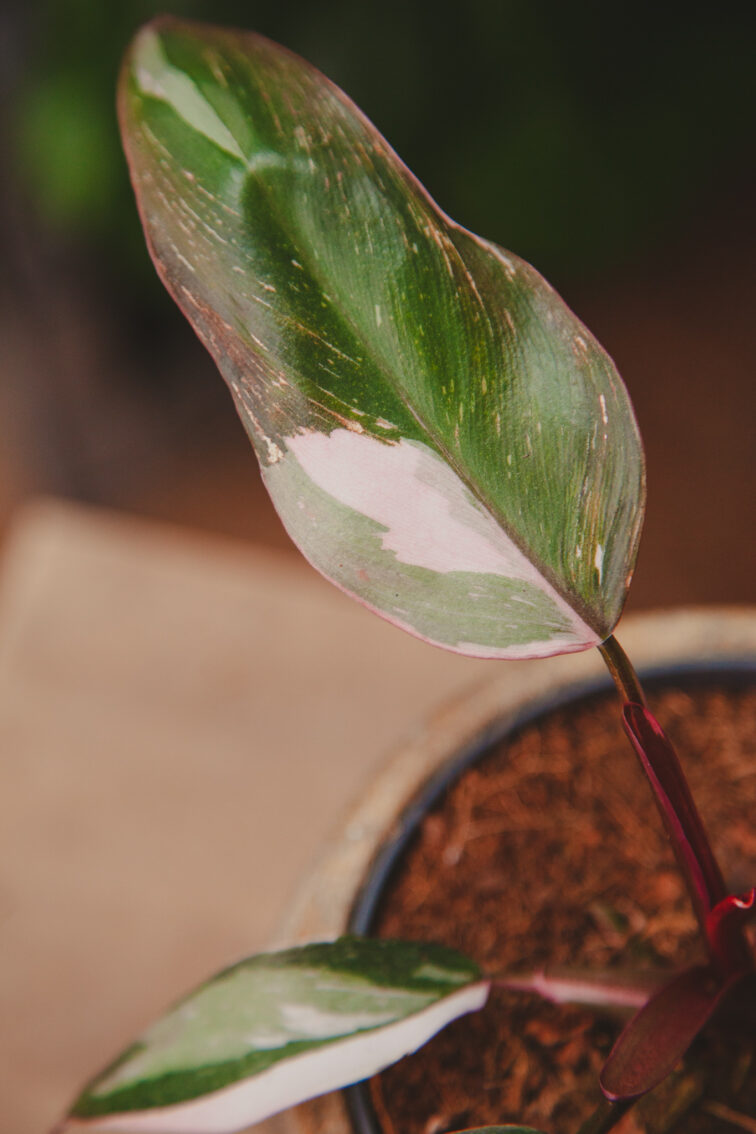 Zdjęcie rosliny doniczkowej Philodendron erubescens Pink Princess, ujęcie 2