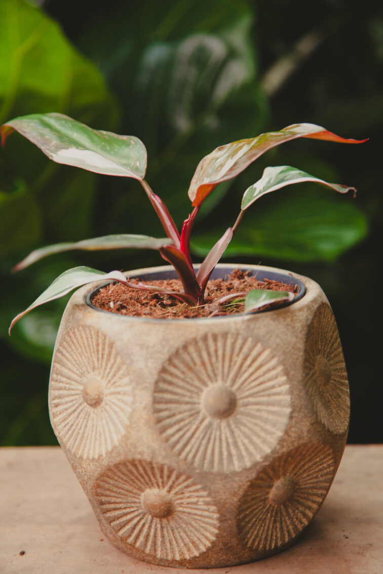Zdjęcie rosliny doniczkowej Philodendron erubescens Pink Princess, ujęcie 3
