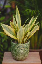 Zdjęcie rosliny doniczkowej Sansevieria aubrytiana Yellowstone, ujęcie 1