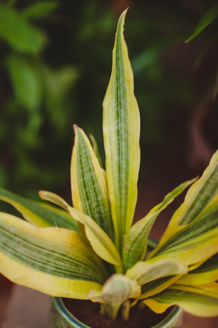 Zdjęcie rosliny doniczkowej Sansevieria aubrytiana Yellowstone, ujęcie 2