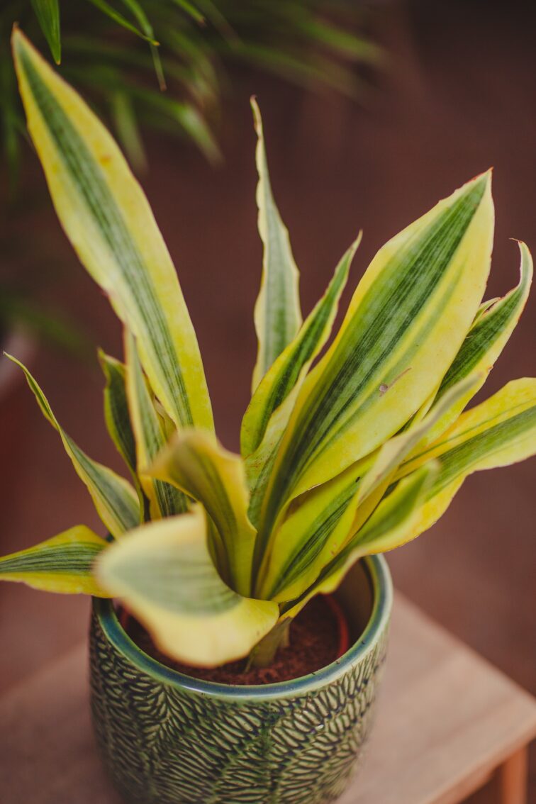 Zdjęcie rosliny doniczkowej Sansevieria aubrytiana Yellowstone, ujęcie 3