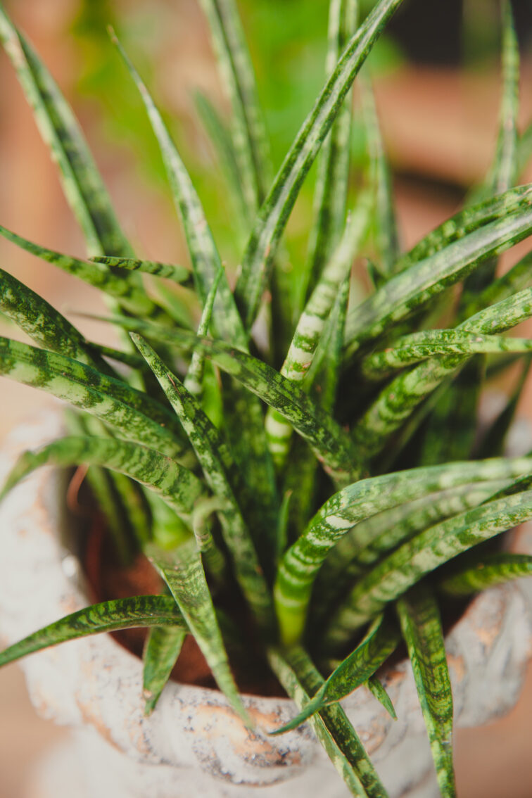 sansevieria-fernwood-punk_10x25-1_1716565798.jpg Zdjęcie rosliny doniczkowej Sansevieria Fernwood Punk, ujęcie 1