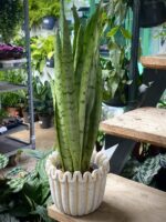 Zdjęcie rosliny doniczkowej Sansevieria trifasciata Spearmint, ujęcie 1